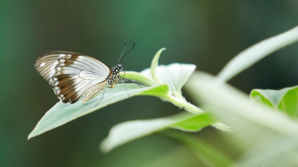 Butterflies at Seaforde Gardens' tropical butterfly house