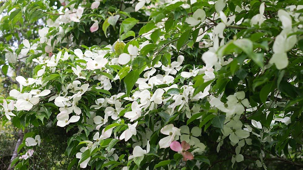 Seaforde Gardens Northern Ireland