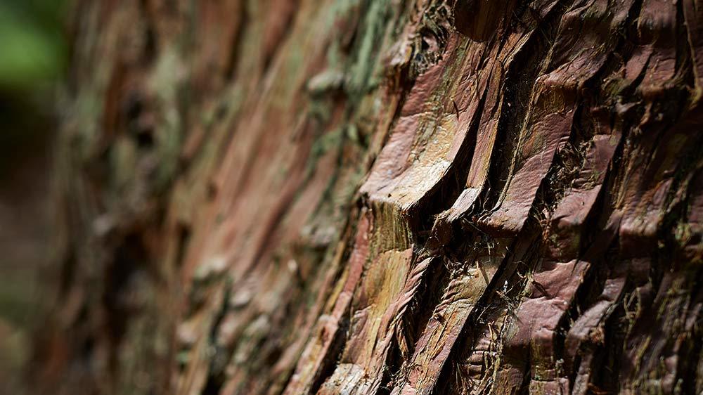 Seaforde Gardens Northern Ireland