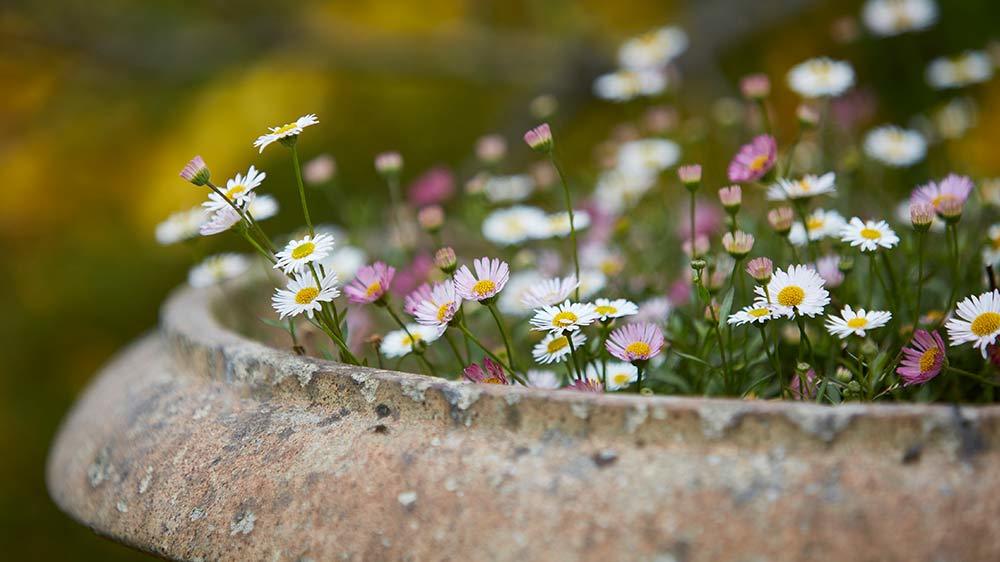Seaforde Gardens Northern Ireland