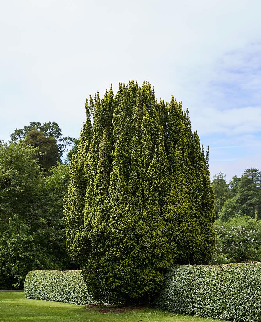Seaforde Gardens Northern Ireland