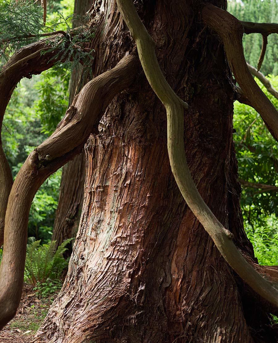 Seaforde Gardens Northern Ireland