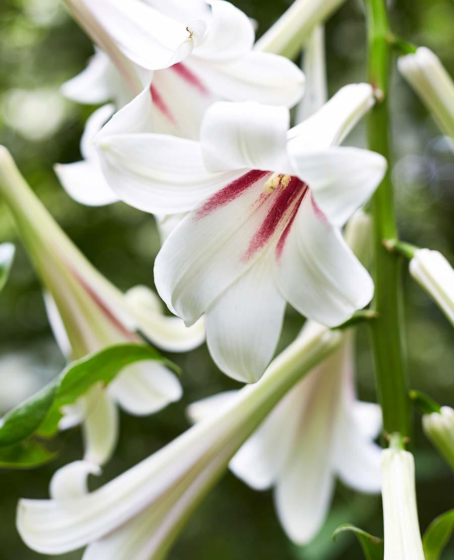 Seaforde Gardens Northern Ireland