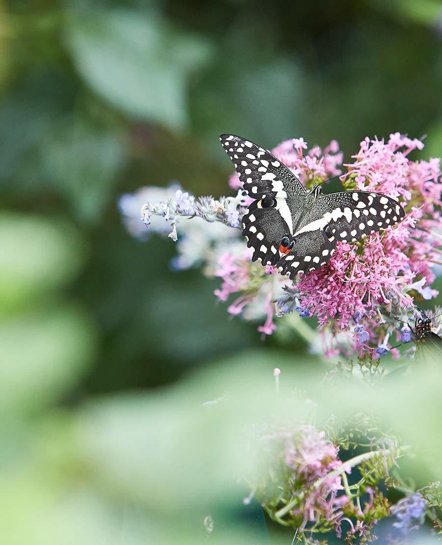 Seaforde Gardens Northern Ireland Butterfly House