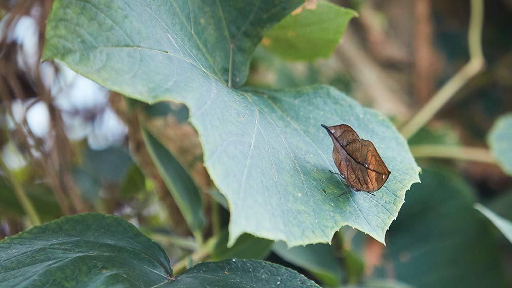 Seaforde Gardens Northern Ireland Butterfly House