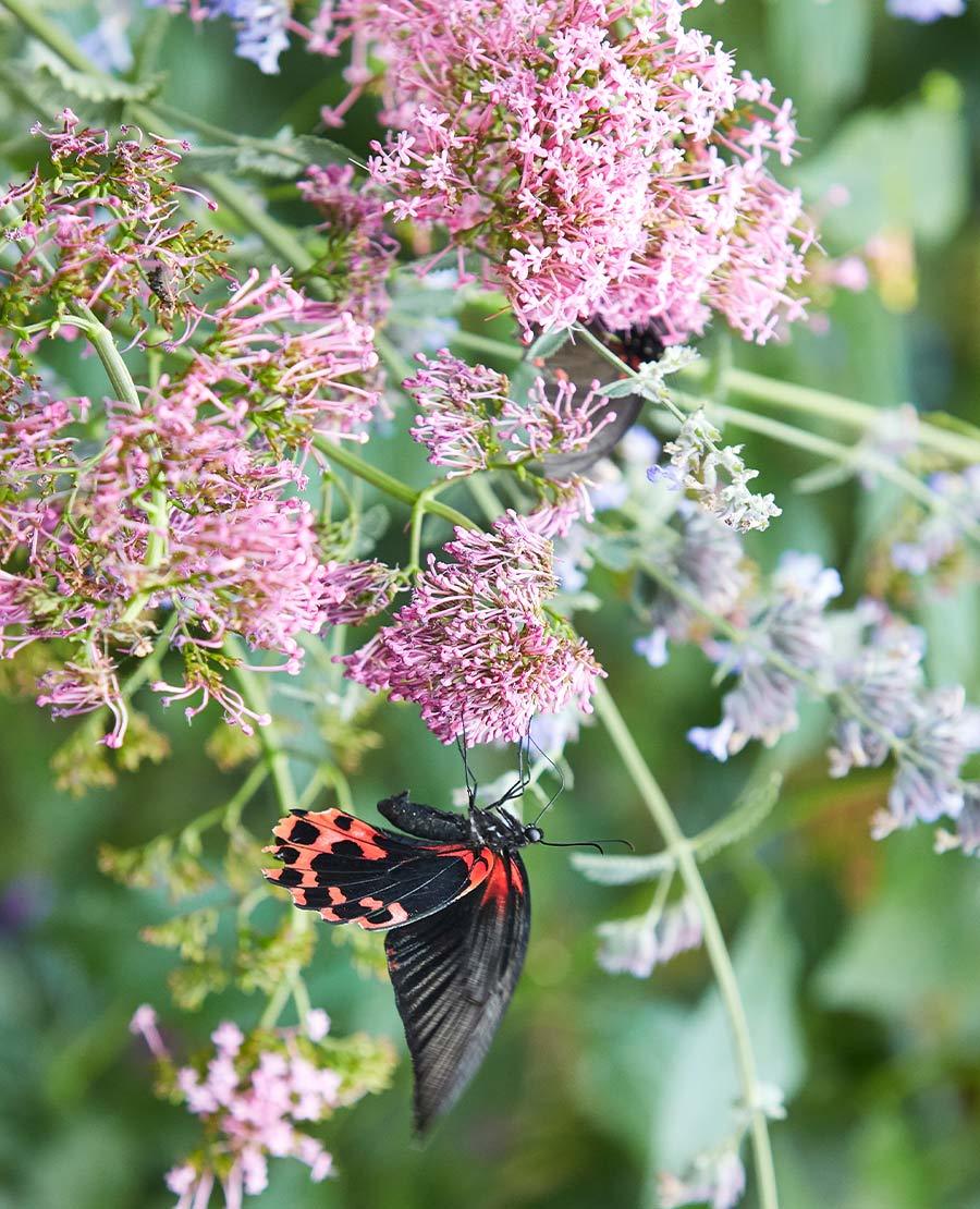 Tropical Butterfly House Seaforde Gardens Newcastle Northern Ireland