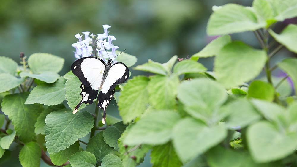 Seaforde Gardens Northern Ireland Butterfly House