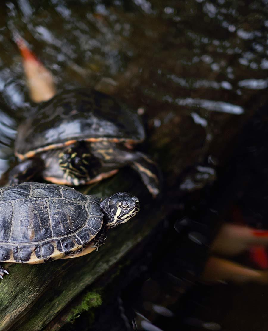 Seaforde Gardens Northern Ireland Butterfly House