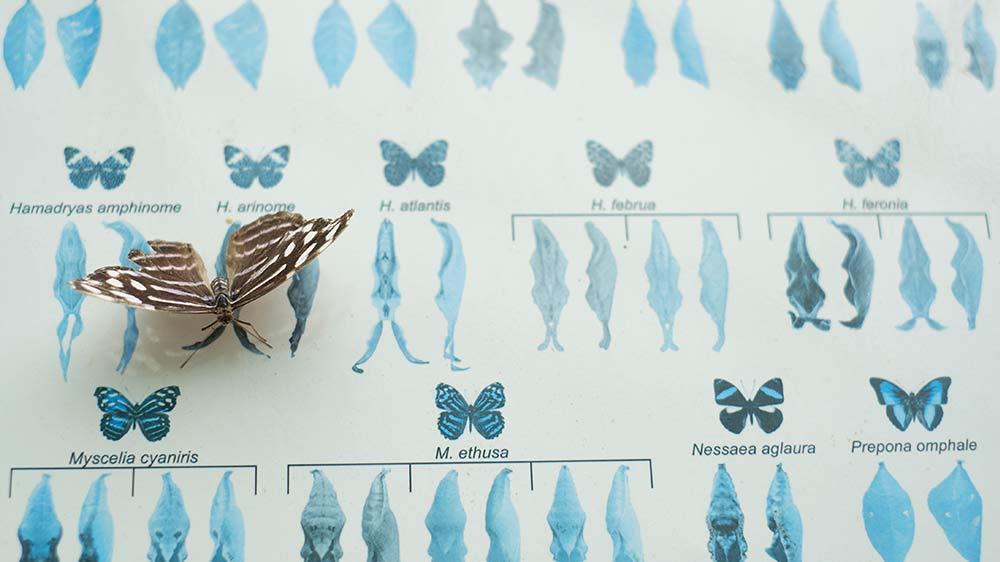 Seaforde Gardens Northern Ireland Butterfly House