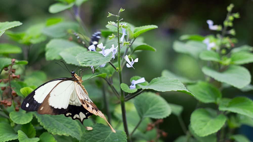 Seaforde Gardens Northern Ireland Butterfly House