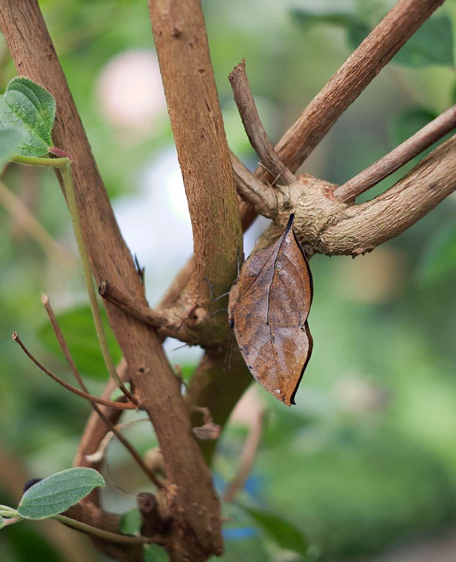 Seaforde Gardens Northern Ireland Butterfly House