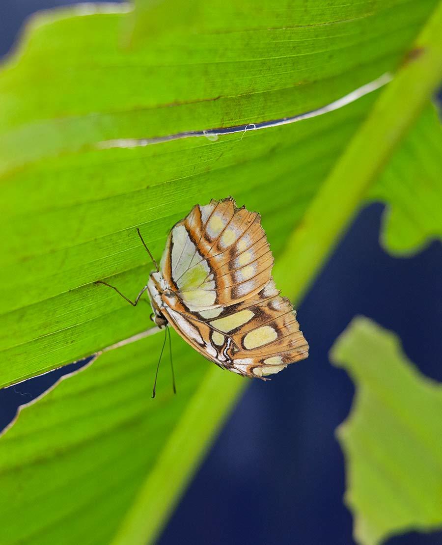 Tropical Butterfly House Seaforde Gardens Newcastle Northern Ireland