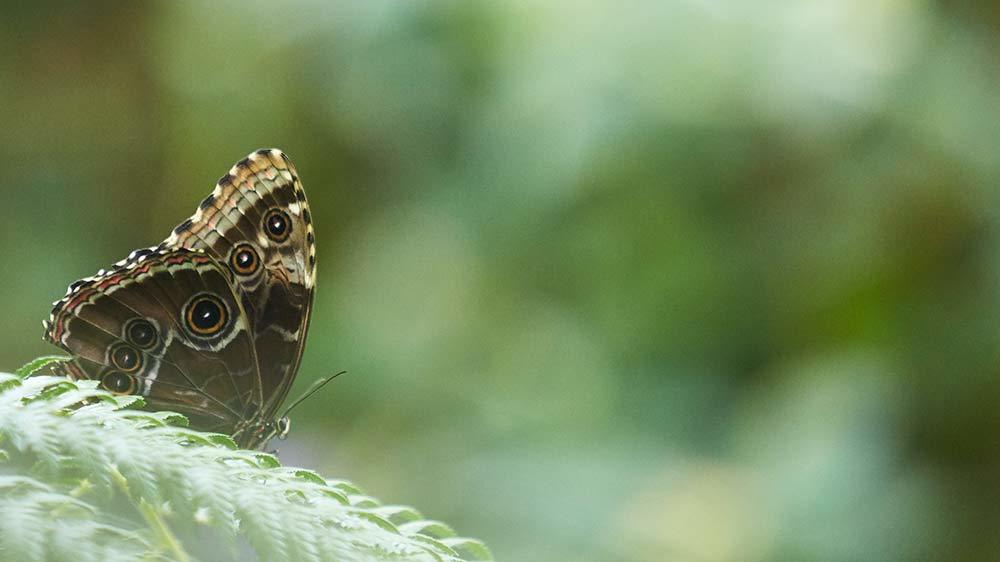 Seaforde Gardens Northern Ireland Butterfly House