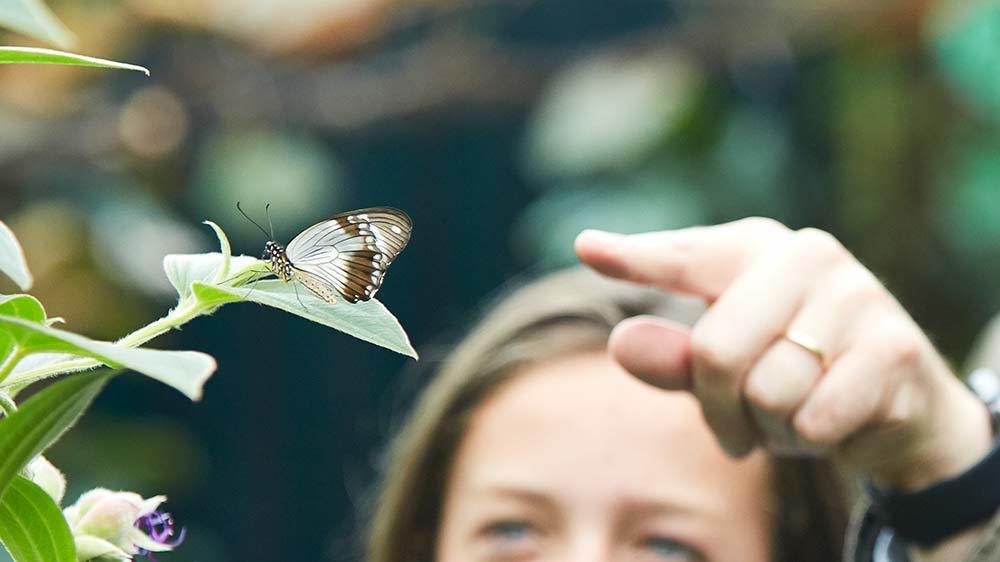 Seaforde Gardens Northern Ireland Butterfly House