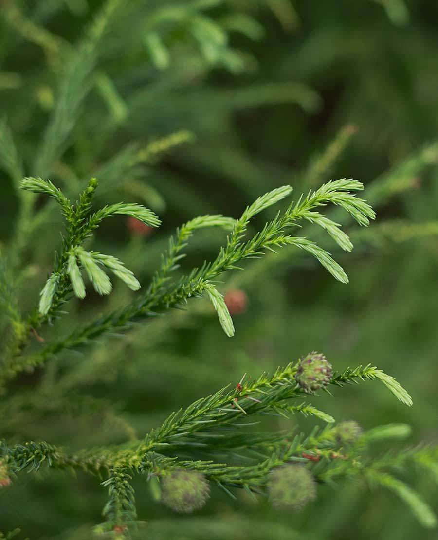 Seaforde Maze, Gardens and Butterfly House Northern Ireland