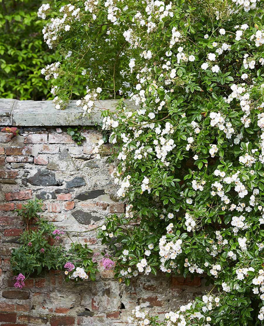 Seaforde Gardens Northern Ireland Arboretum