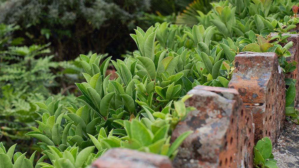 Seaforde Gardens Northern Ireland Arboretum