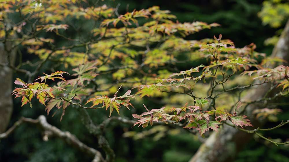 Seaforde Gardens Northern Ireland Arboretum