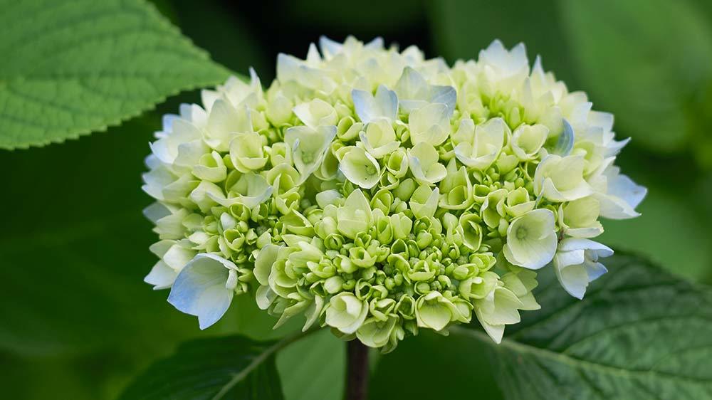 Seaforde Gardens Northern Ireland Arboretum