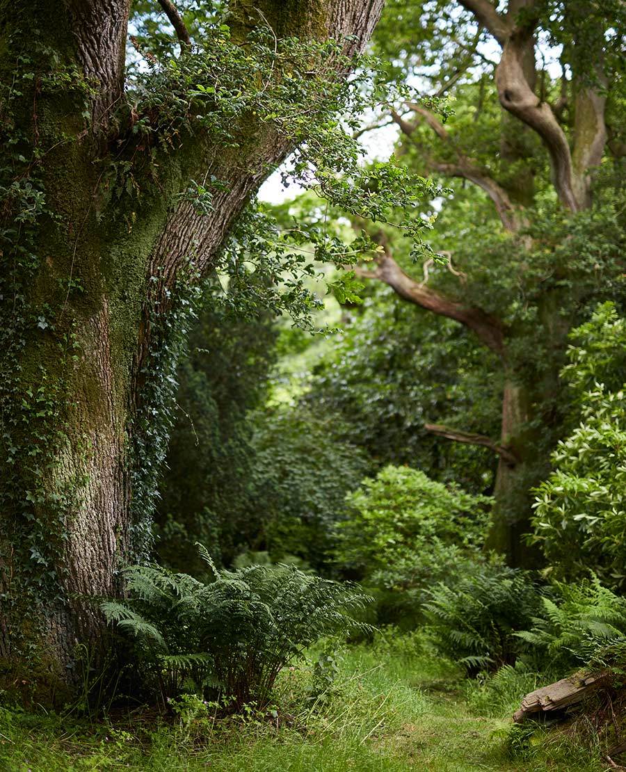Seaforde Gardens Northern Ireland Arboretum