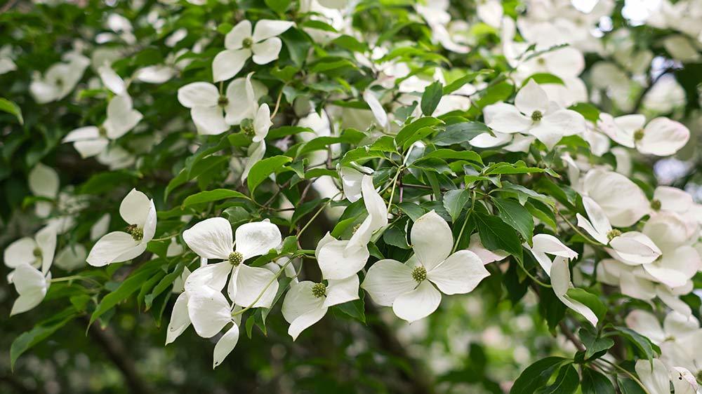 Seaforde Gardens Northern Ireland Arboretum