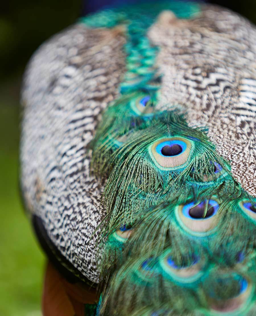 Seaforde Gardens Northern Ireland Arboretum