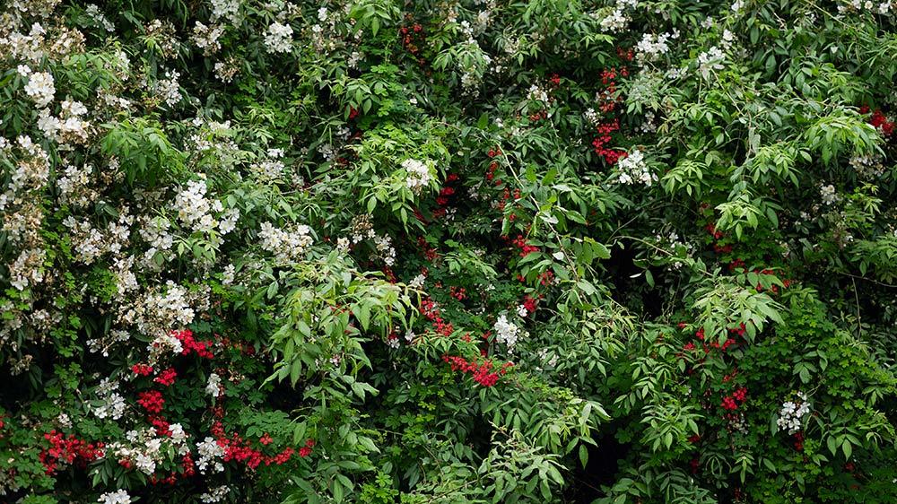 Seaforde Gardens Northern Ireland Arboretum
