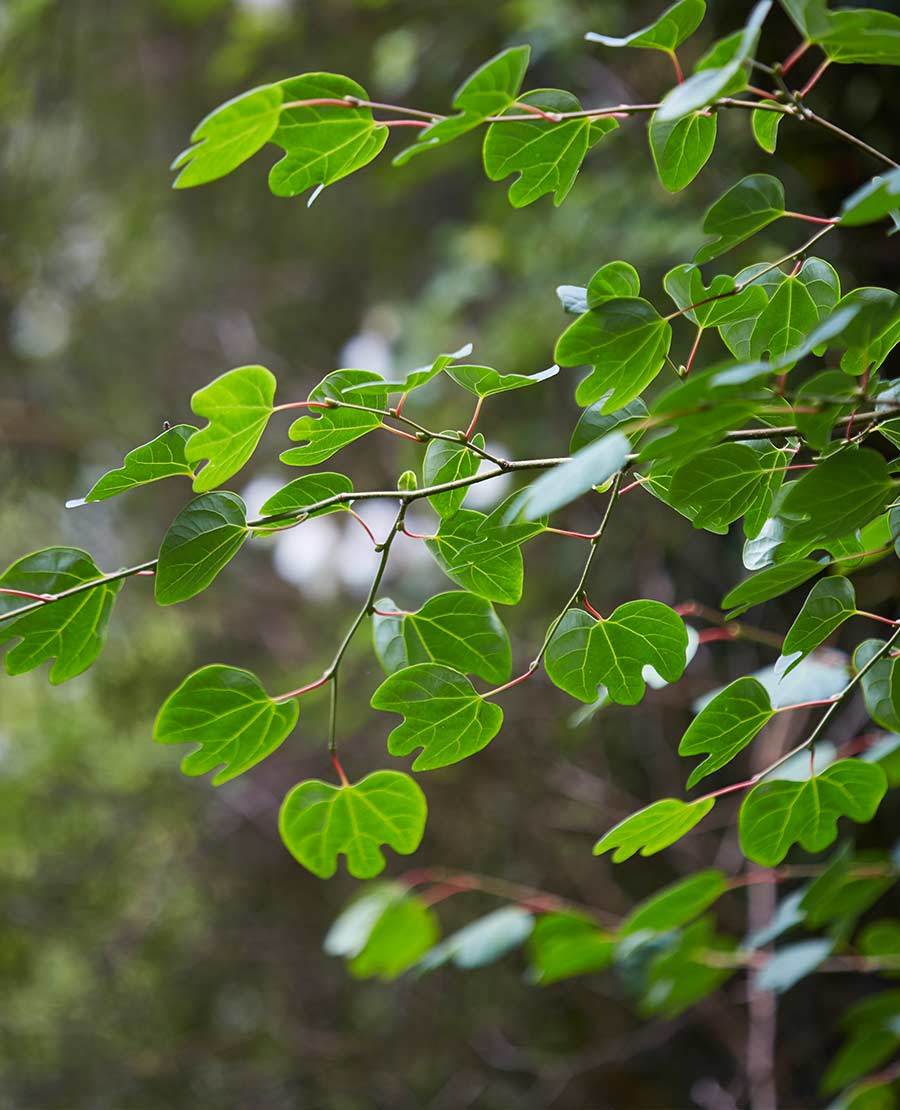Seaforde Gardens Northern Ireland Arboretum