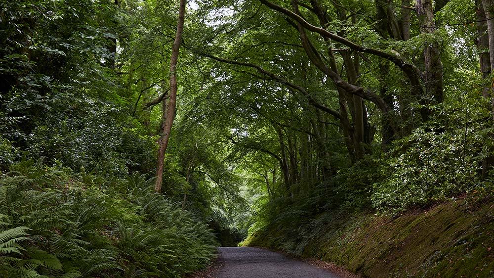 Seaforde Gardens Northern Ireland Arboretum